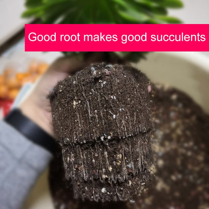 MRoot Controlling Succulent Pot