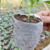 Sustainable Grow Bags