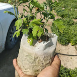 Sustainable Grow Bags