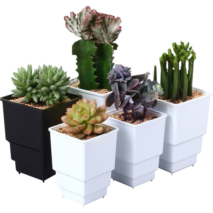 MRoot Controlling Succulent Pot